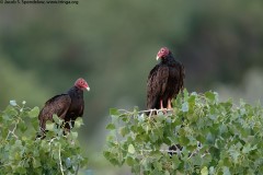 Turkey Vulture