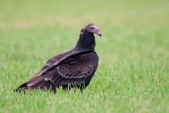 Turkey Vulture