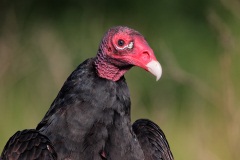 Turkey Vulture