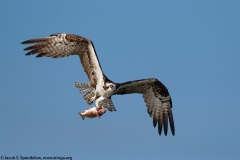 Osprey