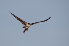 Osprey