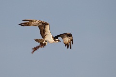 Osprey