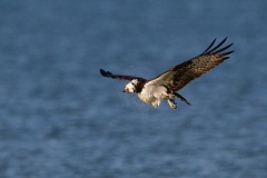 Osprey