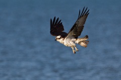 Osprey