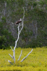 Osprey