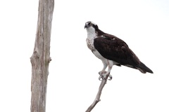 Osprey