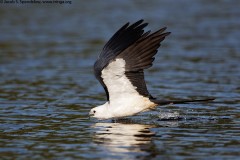 Swallow-tailed Kite