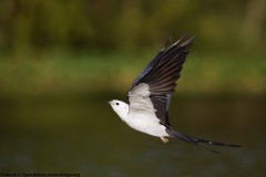 Swallow-tailed Kite