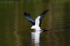 Swallow-tailed Kite