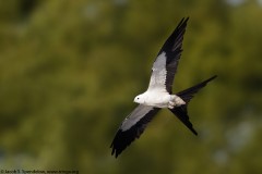 Swallow-tailed Kite