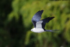 Swallow-tailed Kite