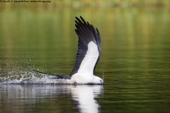 Swallow-tailed Kite