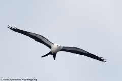 Swallow-tailed Kite