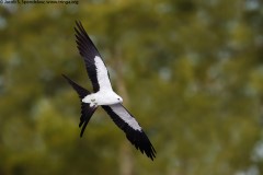 Swallow-tailed Kite