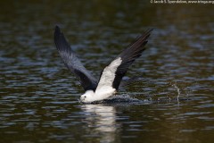 Swallow-tailed Kite