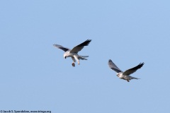 White-tailed Kite