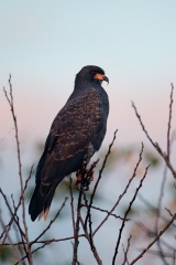 Snail Kite