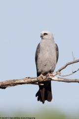 Mississippi Kite