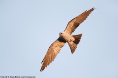 Mississippi Kite