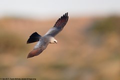 Mississippi Kite