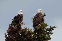 Bald Eagle