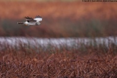 Northern Harrier