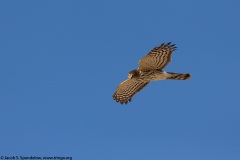 Sharp-shinned Hawk