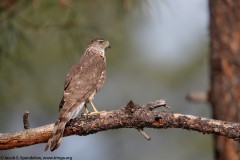 Cooper's Hawk