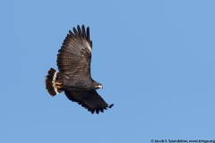 Common Black Hawk