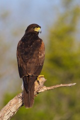 Harris's Hawk