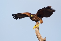 Harris's Hawk