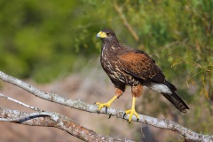 Harris's Hawk