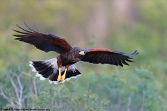 Harris's Hawk