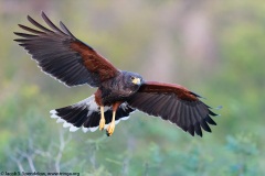 Harris's Hawk