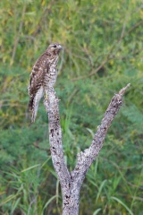 Red-shouldered Hawk