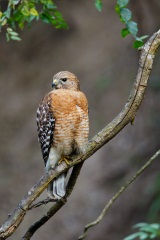 Red-shouldered Hawk