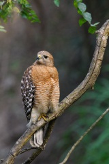 Red-shouldered Hawk