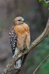 Red-shouldered Hawk