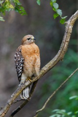 Red-shouldered Hawk