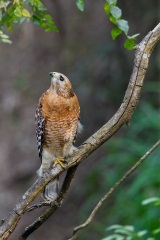 Red-shouldered Hawk