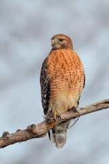 Red-shouldered Hawk