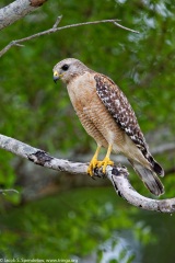 Red-shouldered Hawk