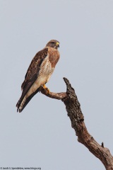 Swainson's Hawk