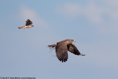 Swainson's Hawk