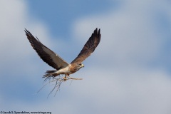 Swainson's Hawk