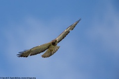 Swainson's Hawk