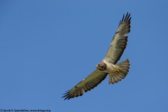 Swainson's Hawk