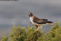 Red-tailed Hawk