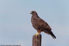 Red-tailed Hawk