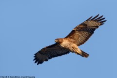 Red-tailed Hawk